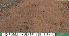 soil - Gifs.Icanhascheezburger.Com
