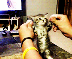 excited kitten gif