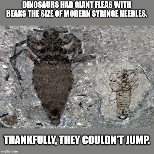 flea fossil - Dinosaurs Had Giant Fleas With Beaks The Size Of Modern Syringe Needles. Thankfully, They Couldnt Jump. imgflip.com