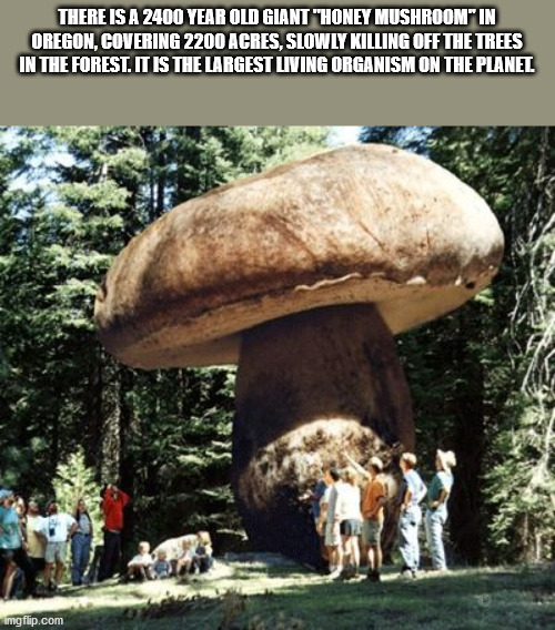 giant mushroom oregon - There Is A 2400 Year Old Giant Honey Mushroom In Oregon. Covering 2200 Acres, Slowly Killing Off The Trees In The Forest. It Is The Largest Living Organism On The Planel mgflip.com