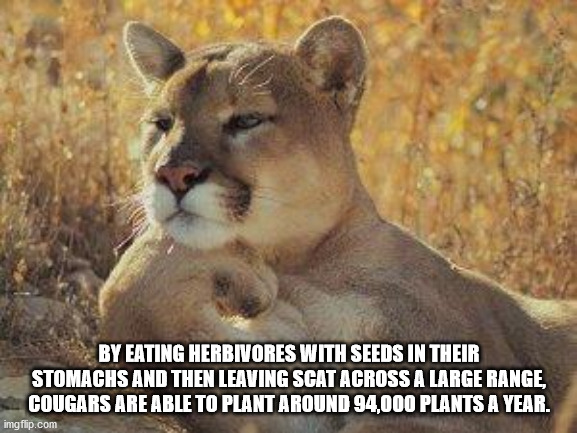 thinking animals - By Eating Herbivores With Seeds In Their Stomachs And Then Leaving Scat Across A Large Range Cougars Are Able To Plant Around 94.000 Plants A Year. imgflip.com