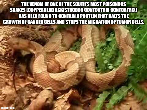 serpent - The Venom Of One Of The South'S Most Poisonous Snakes Copperhead Agkistrodon Contortrix Contortrix Has Been Found To Contain A Protein That Halts The Growth Of Cancer Cells And Stops The Migration Of Tumor Cells. imgflip.com