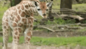 giraffe gifs