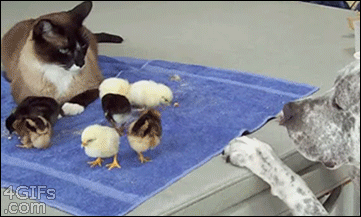 cats and chickens gif - 4 GIFs .com