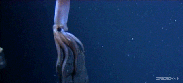 squid giving birth gif - Sood Gif