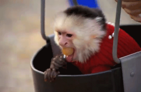 monkey gif
