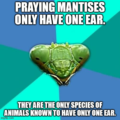 crazy girlfriend meme cheating dream - Praying Mantises Only Have One Ear. They Are The Only Species Of Animals Known To Have Only One Ear. imgflip.com