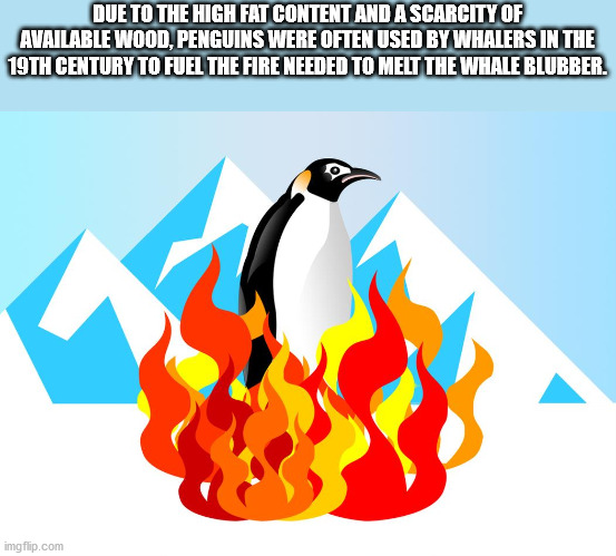 cartoon - Due To The High Fat Content And A Scarcity Of Available Wood, Penguins Were Often Used By Whalers In The 19TH Century To Fuel The Fire Needed To Melt The Whale Blubber. imgflip.com