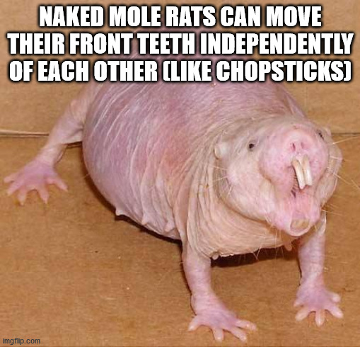 photo caption - Naked Mole Rats Can Move Their Front Teeth Independently Of Each Other Chopsticks imgflip.com