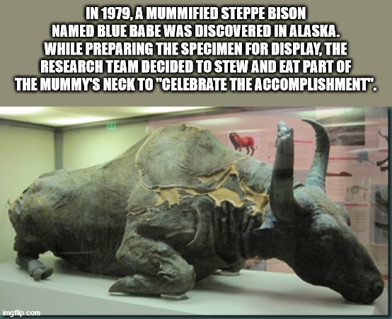 prehistoric bison - In 1979, A Mummified Steppe Bison Named Blue Babe Was Discovered In Alaska. While Preparing The Specimen For Display. The Research Team Decided To Stew And Eat Part Of The Mummy'S Neck To "Celebrate The Accomplishment". imgflip.com
