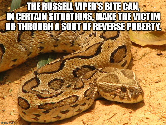 boa constrictor - The Russell Viper'S Bite Can, In Certain Situations, Make The Victim Go Through A Sort Of Reverse Puberty. imgflip.com