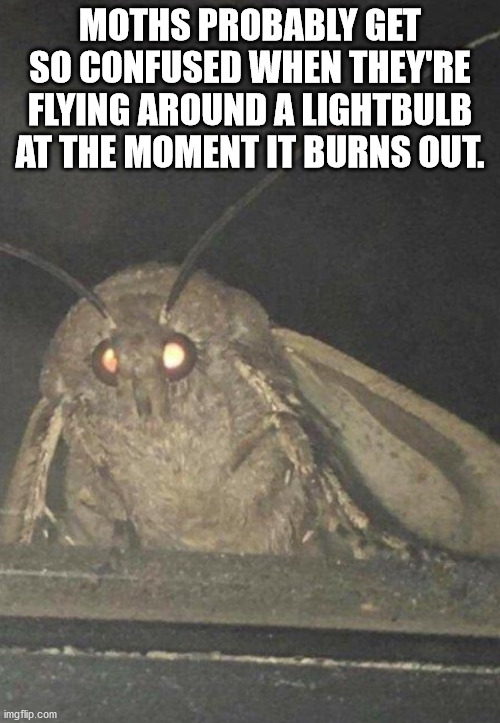 random funny - Moths Probably Get So Confused When They'Re Flying Around A Lightbulb At The Moment It Burns Out. imgflip.com
