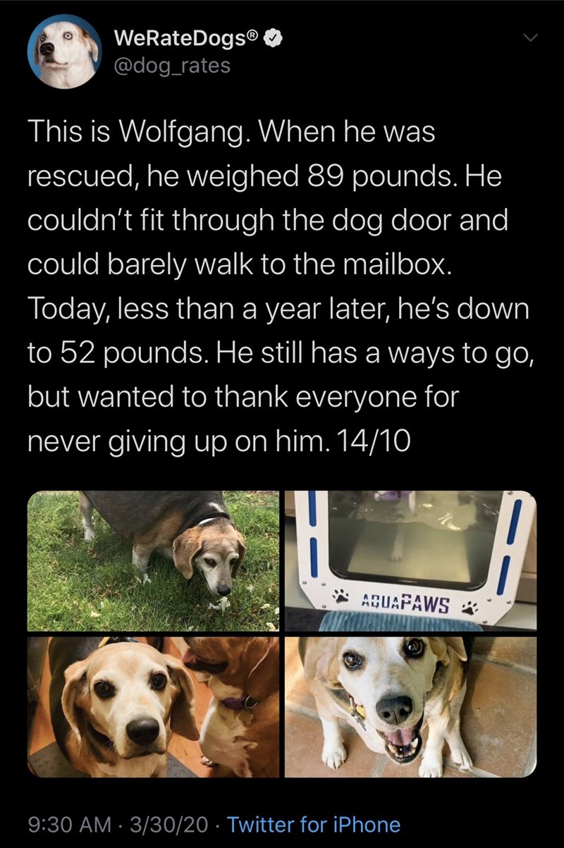 dog - WeRateDogs This is Wolfgang. When he was rescued, he weighed 89 pounds. He couldn't fit through the dog door and could barely walk to the mailbox. Today, less than a year later, he's down to 52 pounds. He still has a ways to go, but wanted to thank…