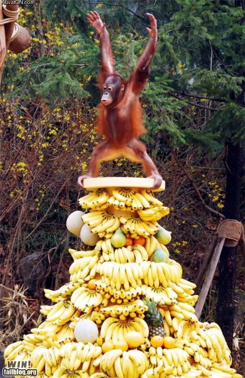 orangutan on bananas - KuvatoN.com Win! failblog.org