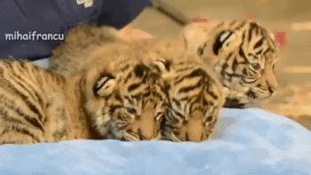 baby tiger gif