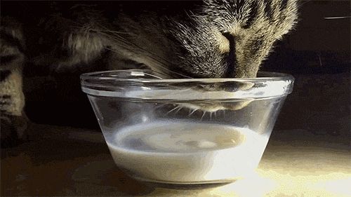 cat drinking milk gif