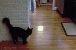 funny sneaky cat gif