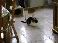 angry cat attacks gif