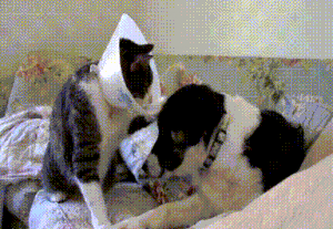 gif cat and dog memes
