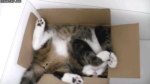 cat in box gif - Senorgf.com