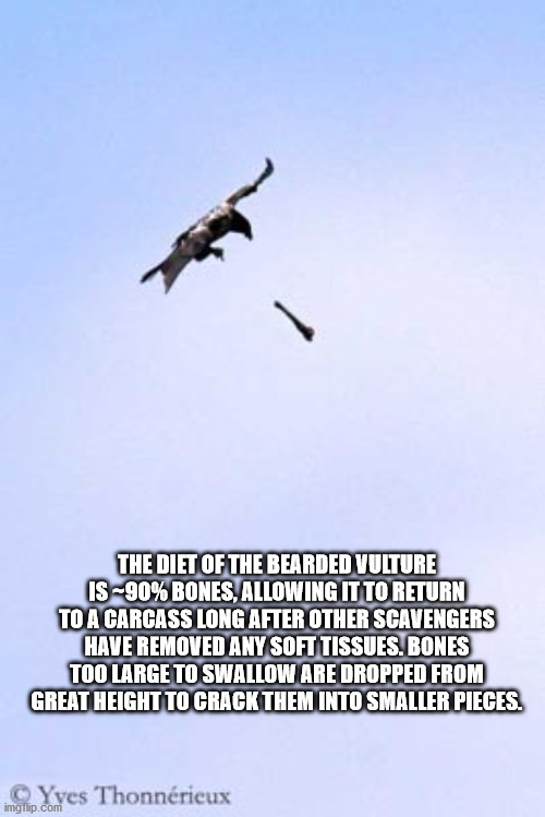 sky - The Diet Of The Bearded Vulture Is90% Bones, Allowing It To Return To A Carcass Long After Other Scavengers Have Removed Any Soft Tissues. Bones Too Large To Swallow Are Dropped From Great Height To Crack Them Into Smaller Pieces. Yves Thonnrieux