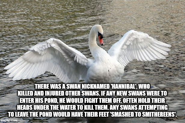 chino grande slow it down - There Was A Swan Nicknamed Hannibal', Who Killed And Injured Other Swans. If Any New Swans Were To Enter His Pond, He Would Fight Them Off, Often Hold Their Heads Under The Water To Kill Them. Any Swans Attempting To Leave The 
