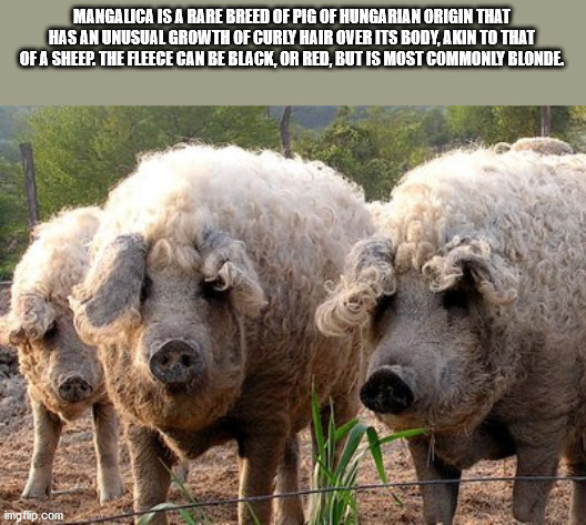 mangalitsa pig - Manga Lica Is A Rare Breed Of Pig Of Hungarian Origin That Has An Unusual Growth Of Curly Hair Over Its Body, Akin To That Of A Sheep. The Fleece Can Be Black, Or Red, But Is Most Commonly Blonde moto.com