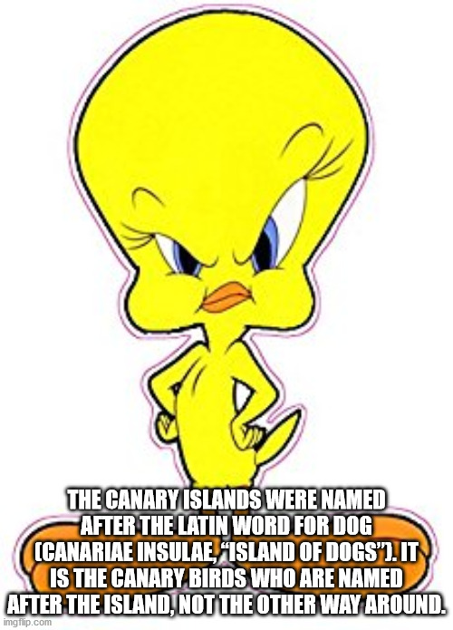 tweety - The Canary Islands Were Named After The Latin Word For Dog Canariae Insulae Island Of Dogs'Tits Is The Canary Birds Who Are Named After The Island, Not The Other Way Around. imgilip.com