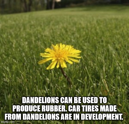 mandalorian dandelion meme - Dandelions Can Be Used To Produce Rubber. Car Tires Made From Dandelions Are In Development. imgflip.com