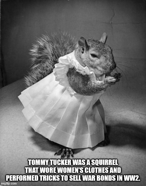 eichhörnchen tommy - Tommy Tucker Was A Squirrel That Wore Women'S Clothes And Performed Tricks To Sell War Bonds In WW2. imgflip.com