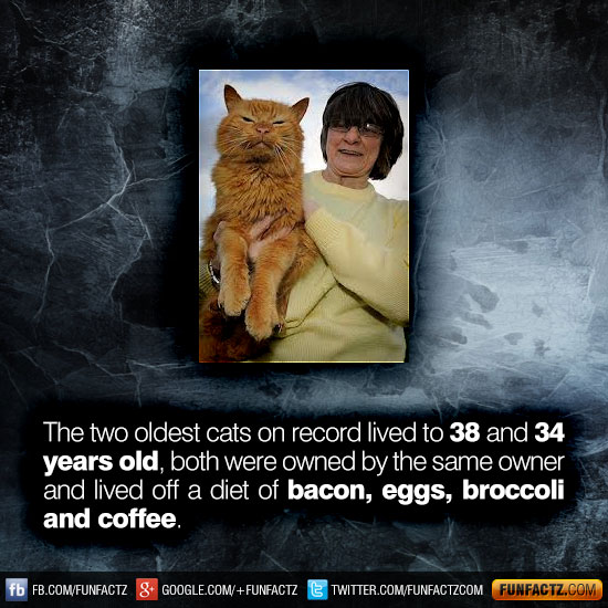 photo caption - The two oldest cats on record lived to 38 and 34 years old, both were owned by the same owner and lived off a diet of bacon, eggs, broccoli and coffee. fb Fb.ComFunfactz 8 Google.ComFunfactz Twitter.ComFunfactzcom Funfactz.Com