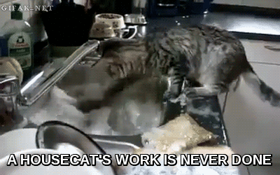 funny house cats - Gif AkNet A Housecat'S Work Is Never Done