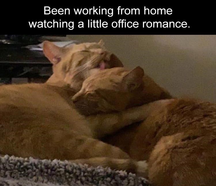 photo caption - Been working from home watching a little office romance.