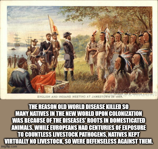 jamestown indians - D English And Indians Meetinc At Jamestown In 1607. Res The Reason Old World Disease Killed So Many Natives In The New World Upon Colonization Was Because Of The Diseases' Roots In Domesticated Animals. While Europeans Had Centuries Of