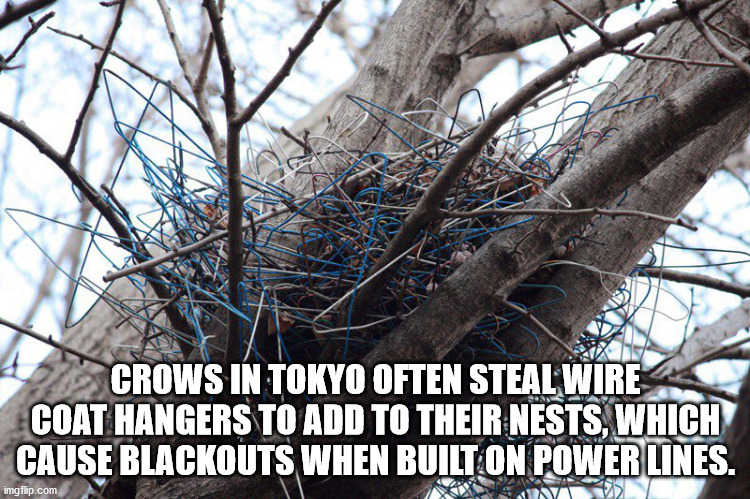 twig - Crows In Tokyo Often Steal Wire Coat Hangers To Add To Their Nests Which Cause Blackouts When Built On Power Lines. imgflip.com