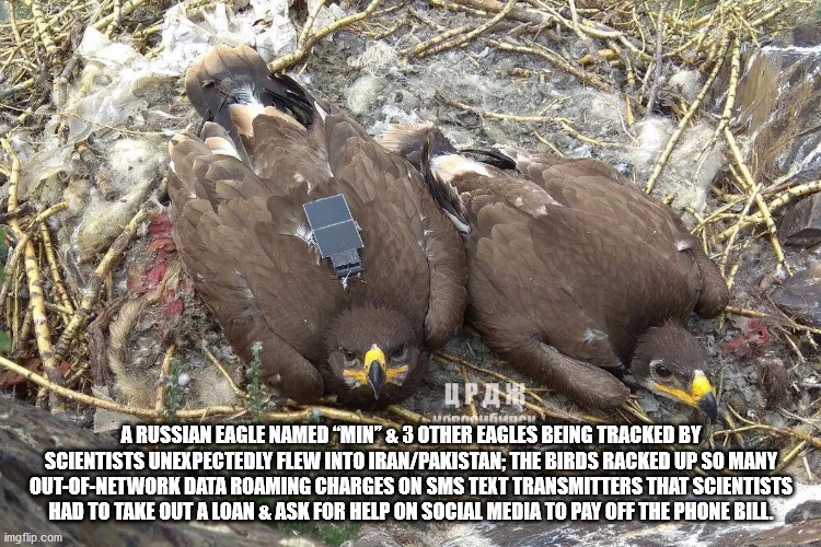 eagles roaming - A Russian Eagle Named