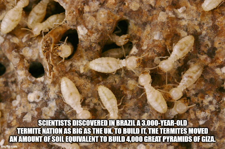 Termites - Scientists Discovered In Brazil A 3,000 Year Old Termite Nation As Big As The Uk. To Build It, The Termites Moved An Amount Of Soil Equivalent To Build 4,000 Great Pyramids Of Giza.