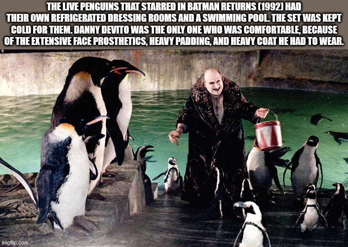 danny devito penguin - The Live Penguins That Starred In Batman Returns 1992 Had Their Own Refrigerated Dressing Rooms And A Swimming Pool. The Set Was Kept Cold For Them. Danny Devito Was The Only One Who Was Comfortable, Because Of The Extensive Face Pr