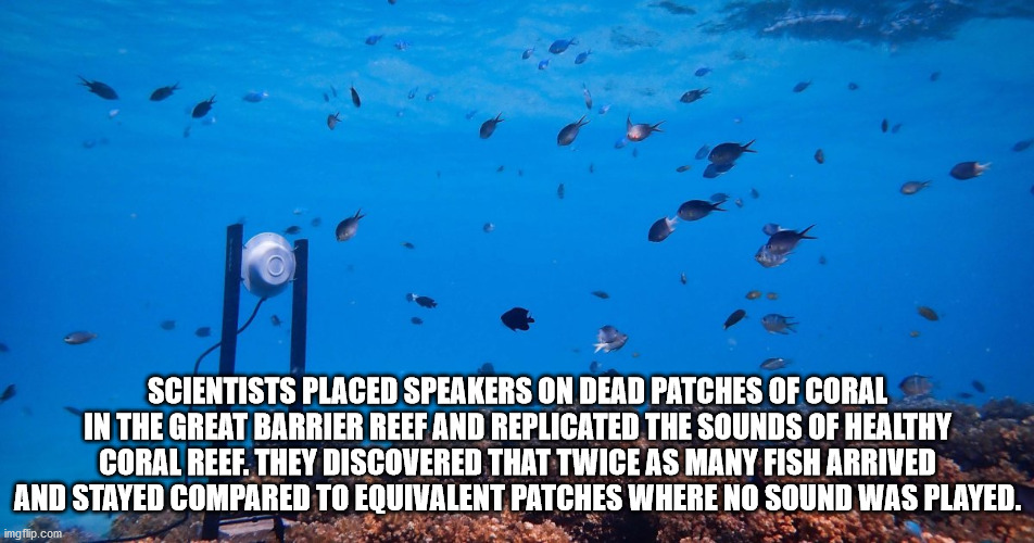 fish underwater - Scientists Placed Speakers On Dead Patches Of Coral In The Great Barrier Reef And Replicated The Sounds Of Healthy Coral Reef. They Discovered That Twice As Many Fish Arrived And Stayed Compared To Equivalent Patches Where No Sound was p