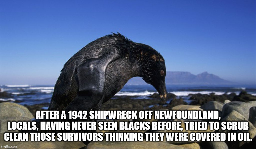 bird looking at a rock - After A 1942 Shipwreck Off Newfoundland. Locals, Having Never Seen Blacks Before, Tried To Scrub Clean Those Survivors Thinking They Were Covered In Oil.