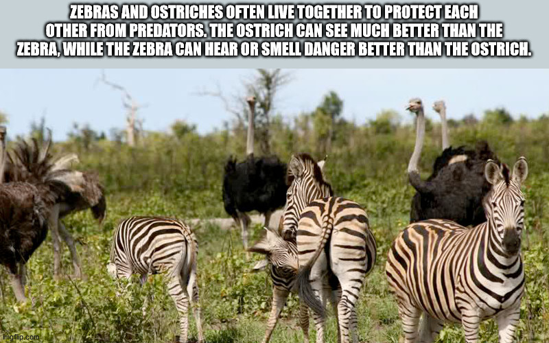 Zebras And Ostriches Often Live Together To Protect Each Other From Predators. The Ostrich Can See Much Better Than The Zebra While The Zebra Can Hear Or Smell Danger Better Than The Ostrich.