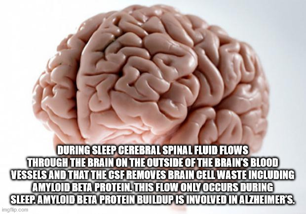 scumbag brain - During Sleep Cerebral Spinal Fluid Flows Through The Brain On The Outside Of The Brain'S Blood Vessels And That The Csf Removes Brain Cell Waste Including Amyloid Beta Protein. This Flow Only Occurs During Sleep. Amyloid Beta Protein Build
