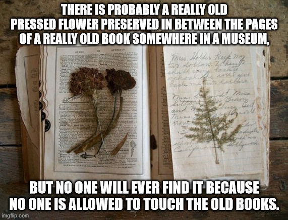captain kitteh - There Is Probably A Really Old Pressed Flower Preserved In Between The Pages Of Areally Old Book Somewhere In A Museum so their teet72 60292 olen But No One Will Ever Find It Because No One Is Allowed To Touch The Old Books. imgflip.com