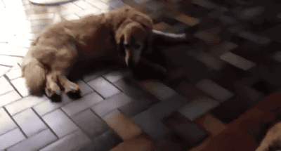 cat steals dogs bed gif