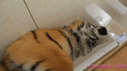 funny baby tiger gifs
