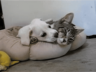 cat and dog love gif