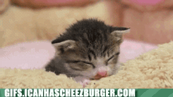 kitten - Gifs.Icanhascheezburger.Com