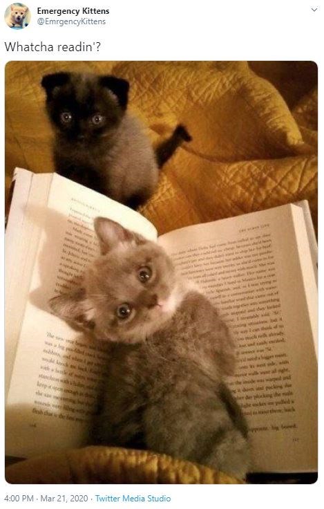cute kittens reading - Emergency Kittens Kittens Whatcha readin'? Twitter Media Studio