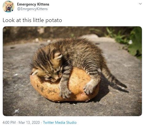 potato kitten - Emergency Kittens Kittens Look at this little potato . . Twitter Media Studio