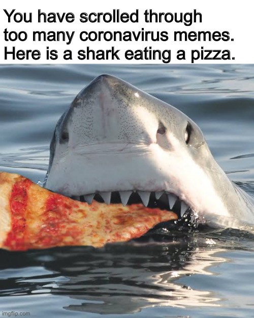 whale and shark fight - You have scrolled through too many coronavirus memes. Here is a shark eating a pizza. imgflip.com